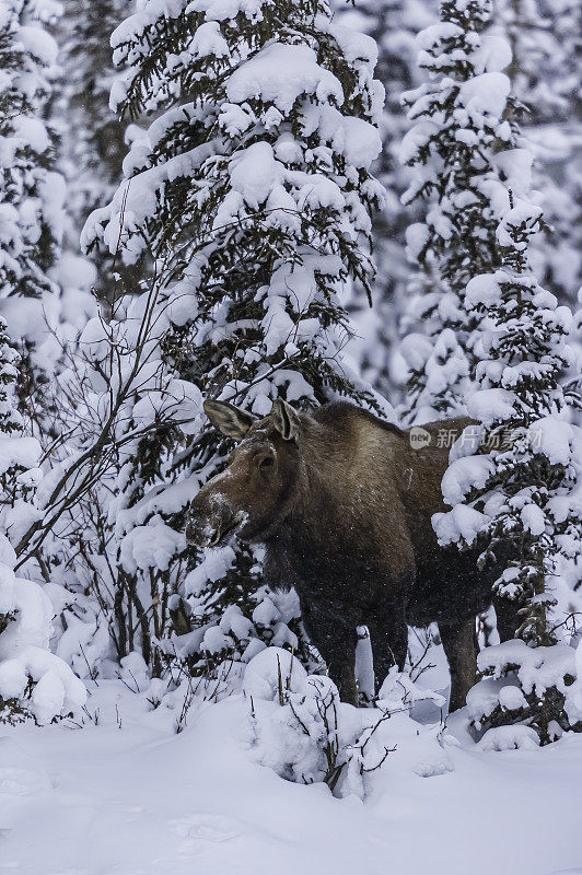 驼鹿(Alces Alces)是新世界鹿亚科的一员，是鹿科现存最大最重的物种。阿拉斯加怀斯曼的冬天。